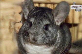 Are Chinchillas affectionate and friendly?