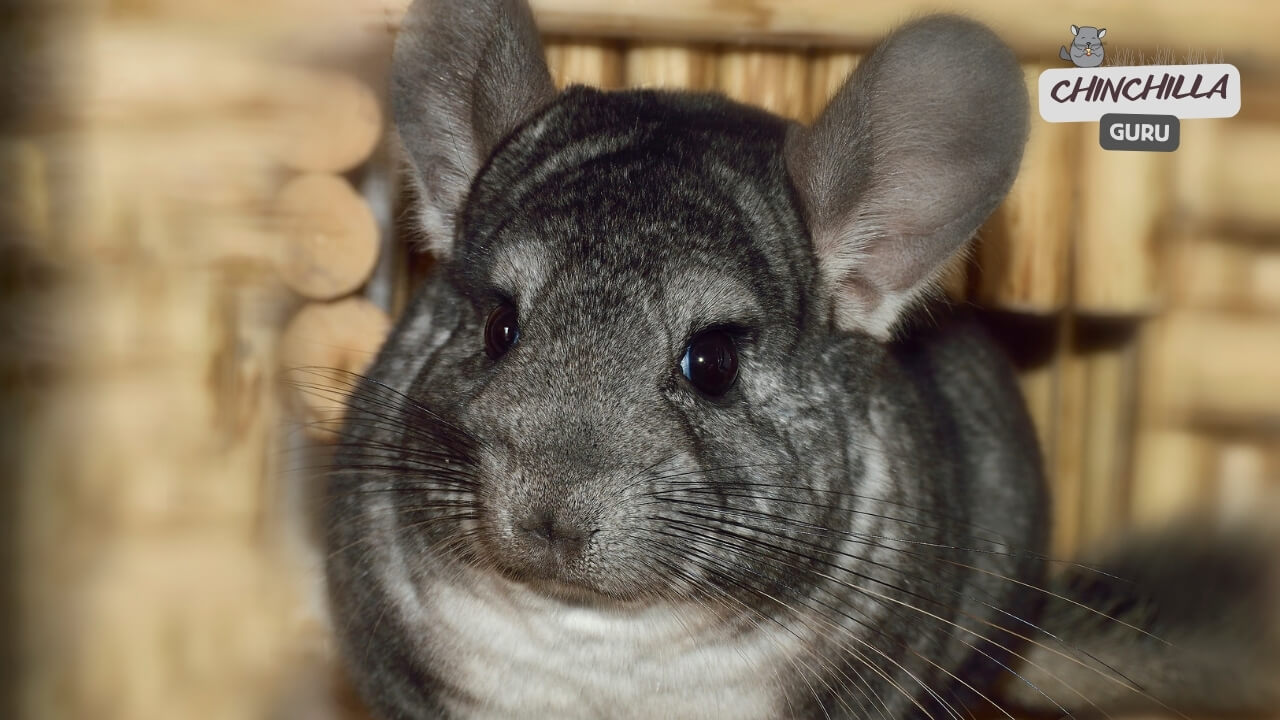 Are Chinchillas affectionate and friendly?