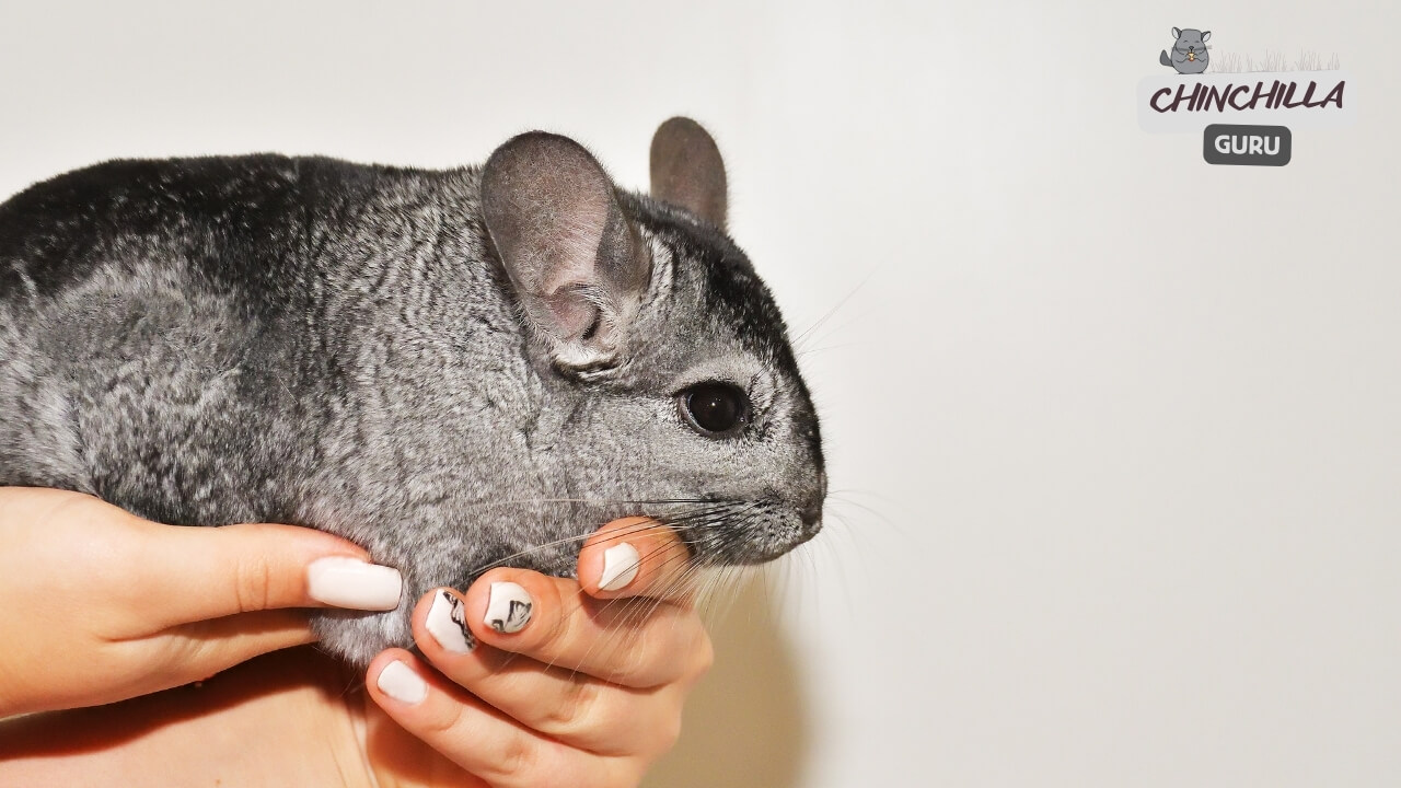 Are Chinchilla friendly as a pet?