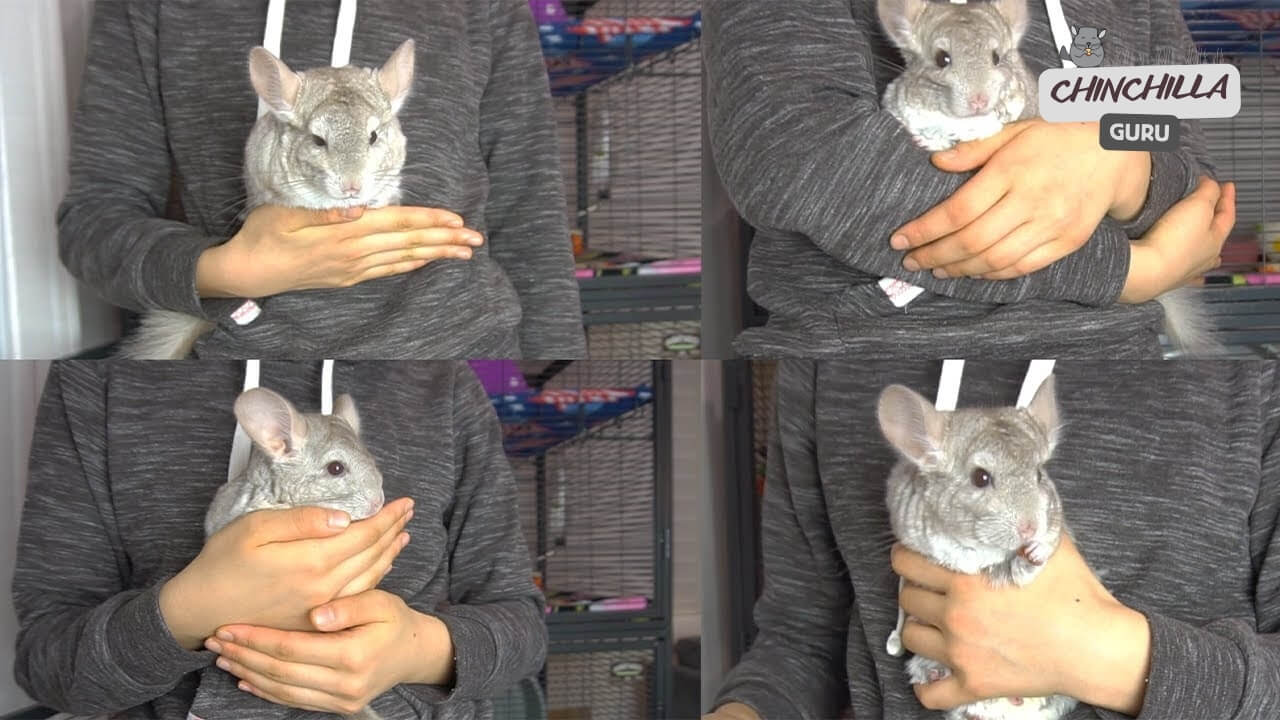 Best way to pick up and handle a chinchilla