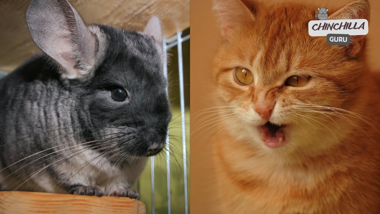 Can chinchillas and cats live together?