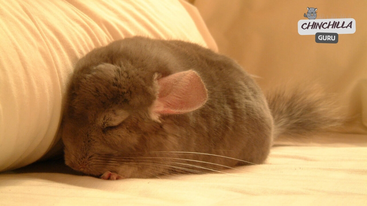 Chinchillas sleeping habit and schedule