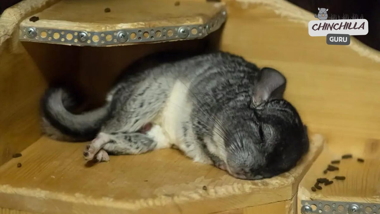 Chinchillas sleeping positions