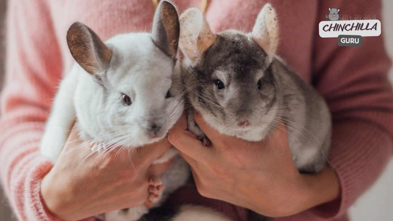 Why Chinchillas don't like to be held and cuddled