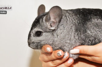 Do Chinchillas like to be held?