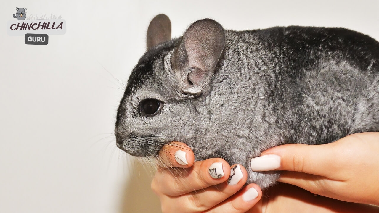 Do Chinchillas like to be held?