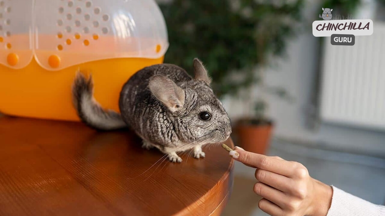 Hand feeding your chinchilla to bond with him