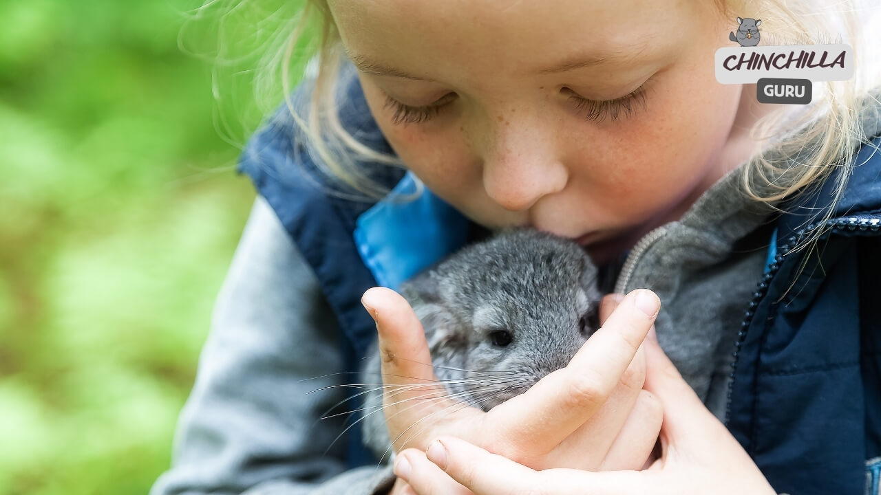 A little girl hoding a chinchilla in a proper way