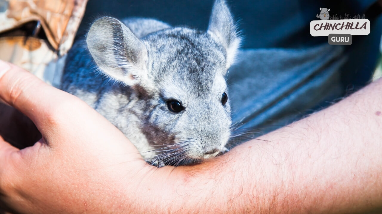 A Chinchilla can show love by nibbling its owner's hand
