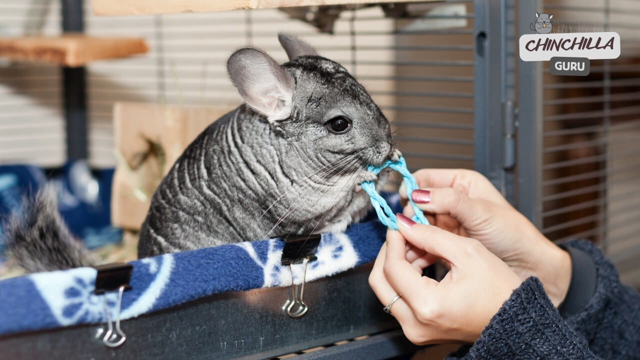 How Chinchillas show love to their owners