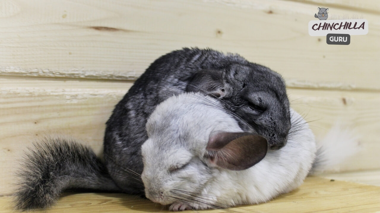 How do Chinchillas sleep