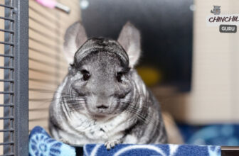 How to bond with your chinchilla