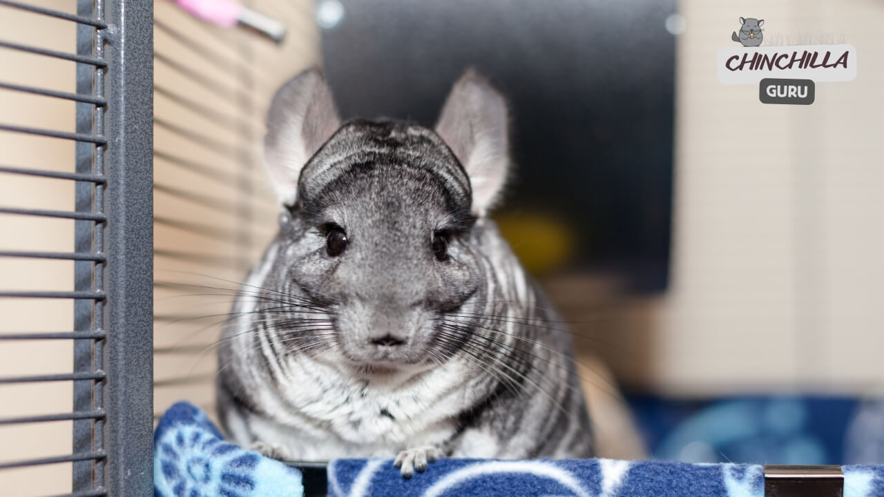 How to bond with your chinchilla