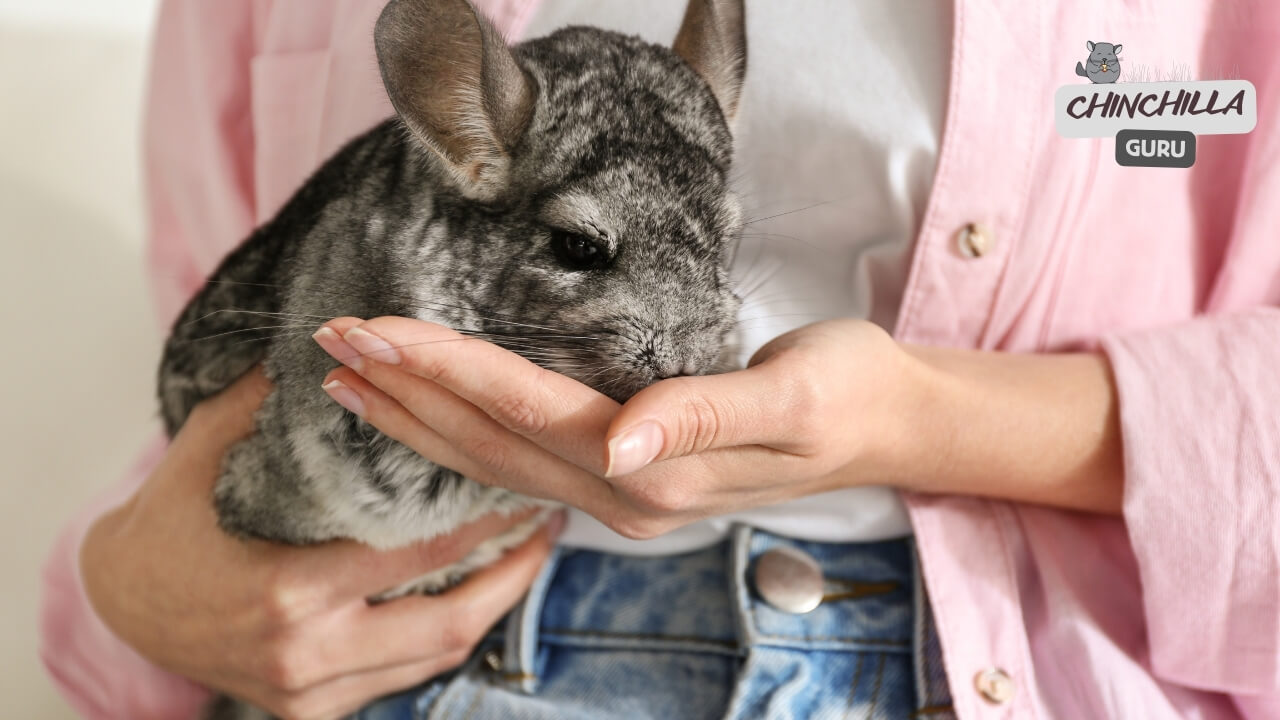 How to hold a Chinchilla properly