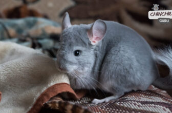 Signs you Chinchilla likes you