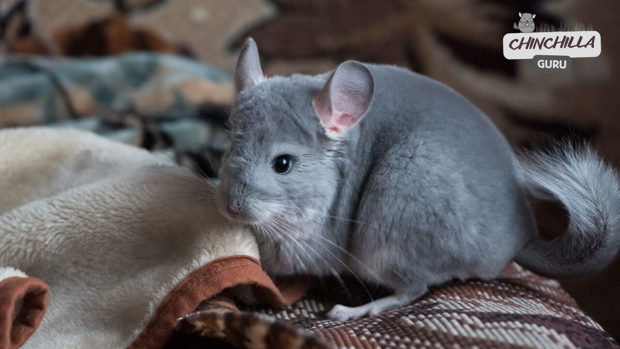 Signs you Chinchilla likes you