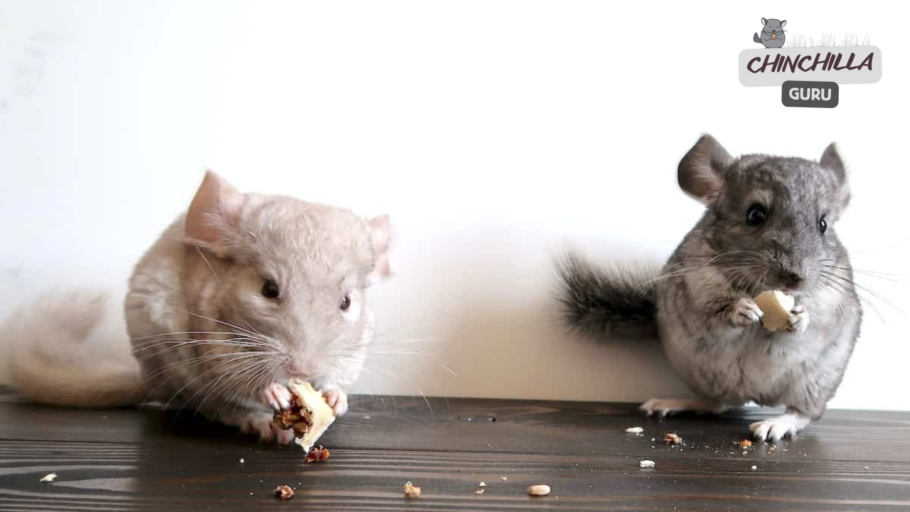 Two Chinchillas eating treats