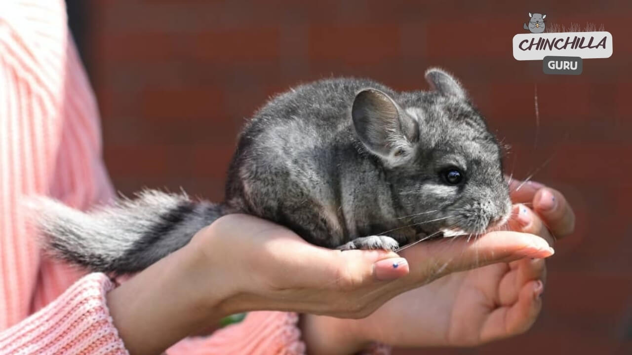 Why is Chinchilla Bonding Important?