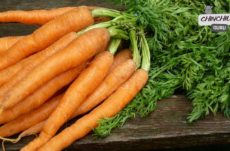 Can Chinchillas eat carrots?