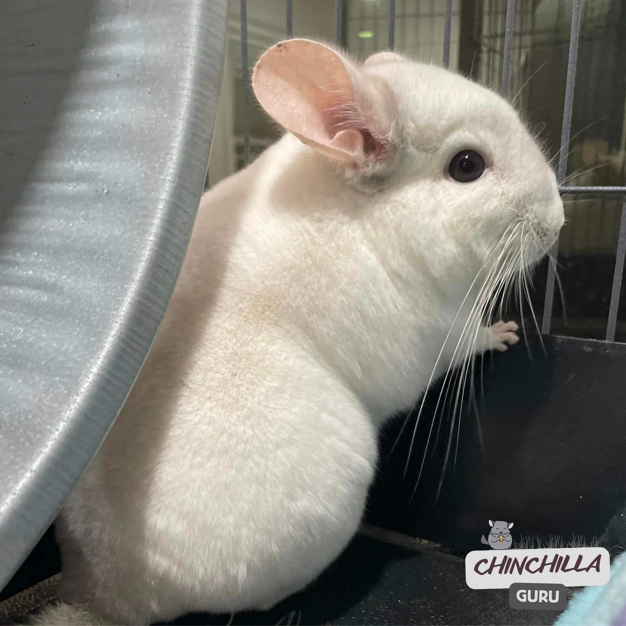 Can Chinchilla eat raw carrots as treat?