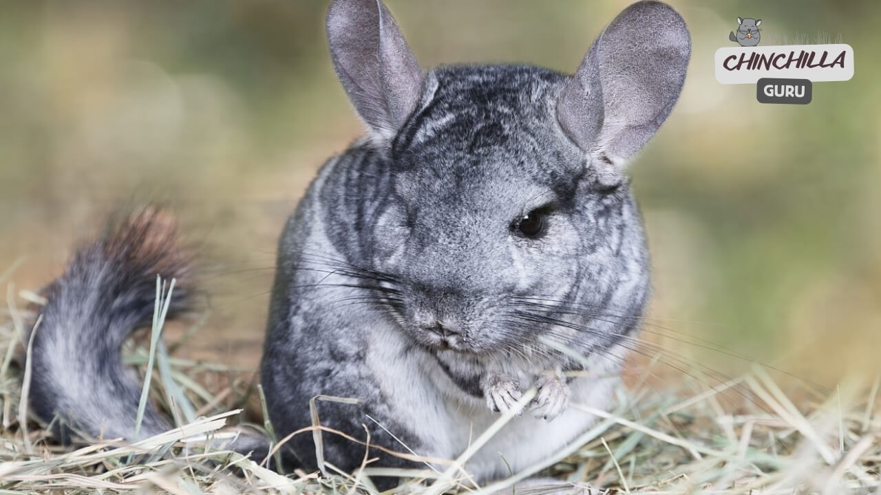 Can Chinchillas Eat Tomatoes?