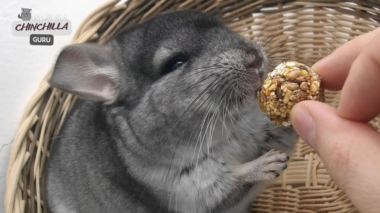 The Recommended Diet for Chinchillas