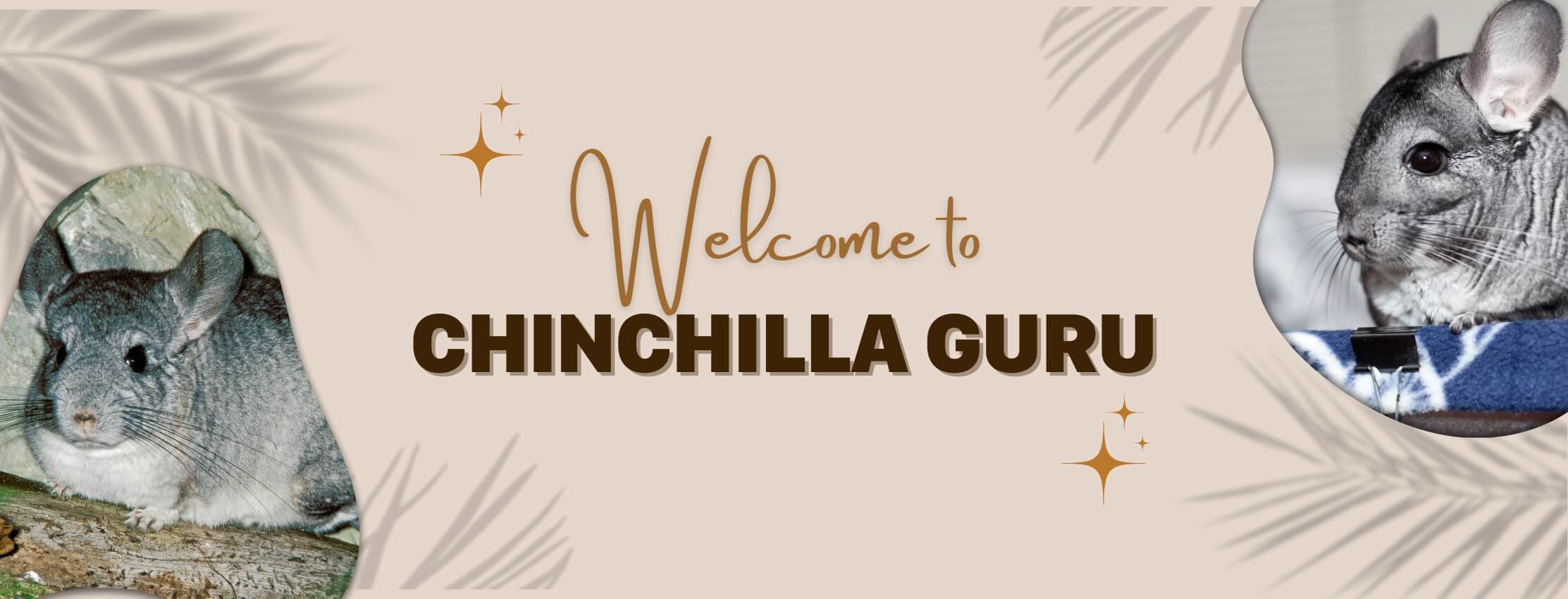 Welcome to Chinchilla Guru