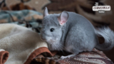 Signs Your Chinchilla Likes You (Easy To Recognize)